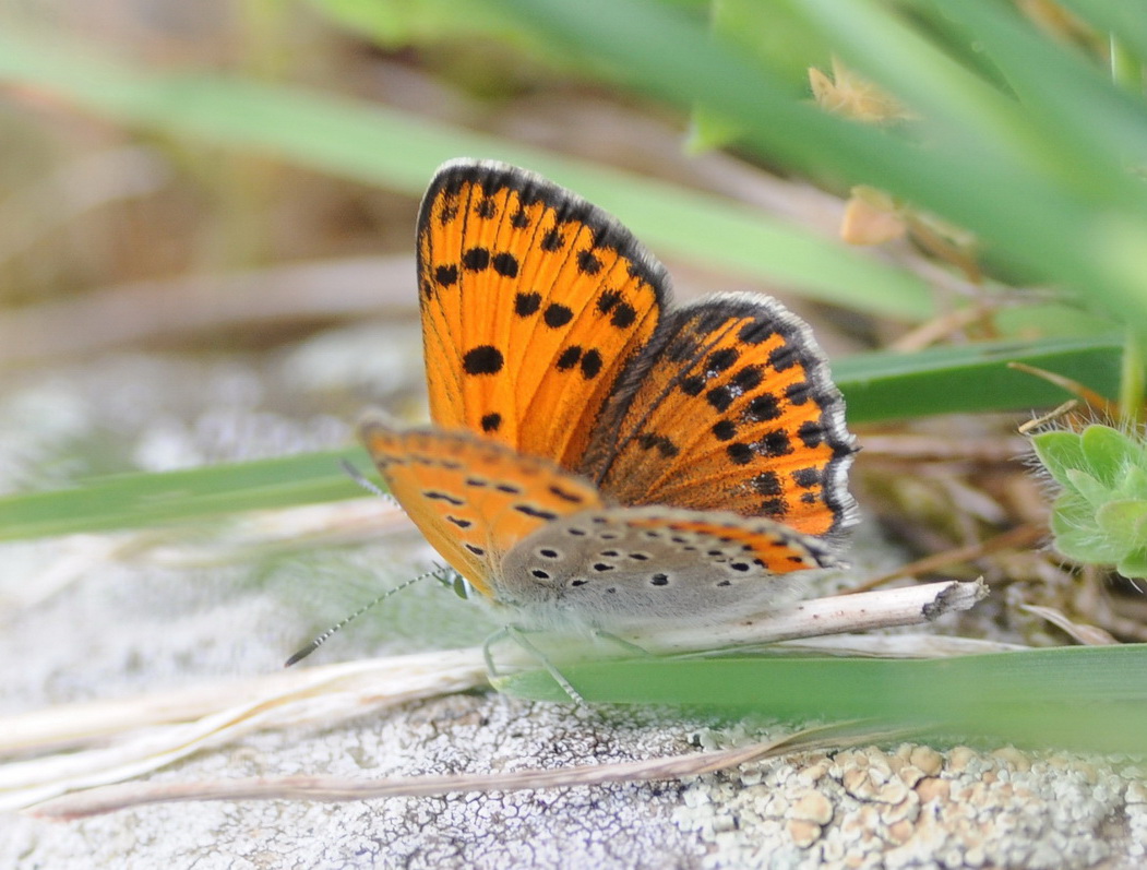 Lycaena thersamon (Lycaenidae)